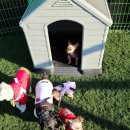 개들의왕국 이미지