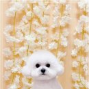 견생의하루 펫살롱 일산본점 이미지