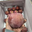 토마토&amp;타이벡감귤&amp;칼슘사과&amp;거창 부사&amp;대봉감&amp;차량단감!!!!!! 이미지
