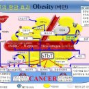 [임상여적15] 비만이 암으로 된다? 이미지
