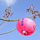 오동나무 이미지