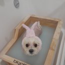 퍼피엔젤 반려동물 미용실 이미지