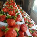 주성농장 이미지