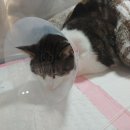 제일종합동물병원 이미지