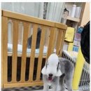 키티앤퍼피 이미지