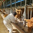 한국한우 이미지