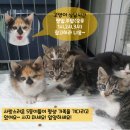 용인시동물보호센터 이미지