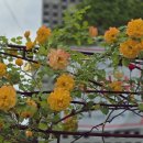 사파동266 이미지