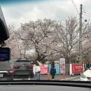 세븐일레븐 울산언양스마트점 | 울산벚꽃명소 작천정 벚꽃카페 4/1 이너리트 울산언양본점 테라스 내돈내산 후기