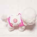 스마일애견 이미지