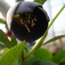 블랙크리스마스 로즈(블랙) 꽃소형종,꽃변이종 이미지