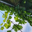 천수농장 이미지