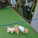 바오도그 이미지