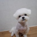 블링펫샾 이미지