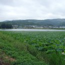 운대2리 Daum카페