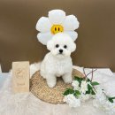 끌레르독 이미지