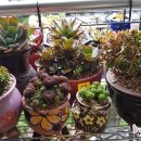 소영이네 마트 이미지