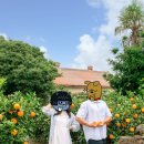 제주특별자치도 유도회관 | 제주 귤밭사진관 커플스냅 후기 예약 방법과 주차 위치 총정리