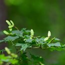 당단풍나무와 단풍나무열매 이미지