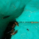 꿈에정원 이미지