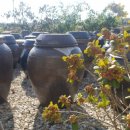 현아네 농장 이미지