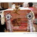 보람그루밍 이미지