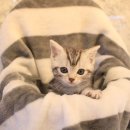 도그마루 강아지고양이 평택점 이미지