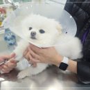 함께오래 동물병원 네이버블로그