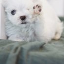 뽀송뽀송 이미지