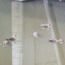 산업1단지 배수펌프장 이미지