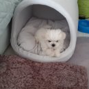 강아지집 이미지