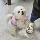 푸키펫