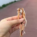 부천로264번길 | 2026 부천 도당산 벚꽃동산 벚꽃축제 일정 포토스팟