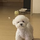 러블리 독스 이미지
