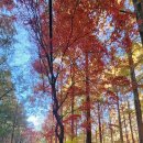 힐링(장태산) 이미지