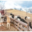 오로라파크 눈꽃전망 이미지