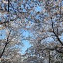 풍경 조형물 | 대구 벚꽃 만개 실시간 풍경 아이와 주말에 다녀온 꽃보라동산 후기