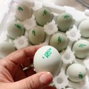 통일청란 이미지