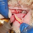 태백동물병원 이미지