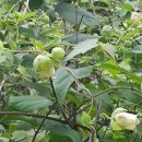 까치농장 이미지