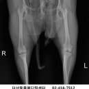 더샵동물메디컬센터 네이버블로그