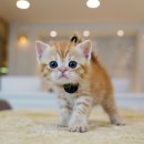 달루나캣츠 고양이전문 평택점 이미지