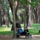 소나무숲 이미지