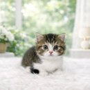 고양이샵 이미지