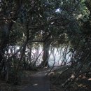 완도 예송리 상록수림 이미지