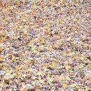 우림축산농장 | “돼지에게 희망을” 축산공장 탈출한 새벽이가 전하는 돼지 같은 삶 이야기