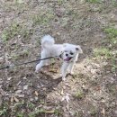 프리티 도그&캣 이미지