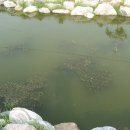 사랑의연못 이미지