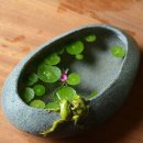 퀘렌시아 이미지