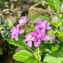 상창리사무소 주차장 | 제주 카멜리아힐 5월 실시간 수국 축제 개화 상태